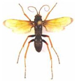 Hymenoptera
