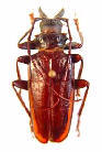 Prioninae