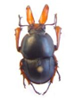 Lucanidae-2