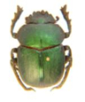 Scarabaeinae-2