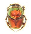 Scarabaeinae