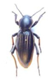 Tenebrionidae Psammodes