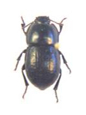 Tenebrionidae