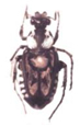 Trichiinae