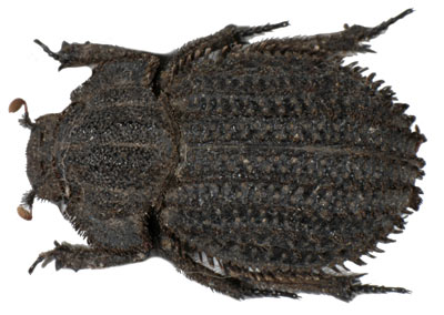 Trogidae horridius. Fabricius.