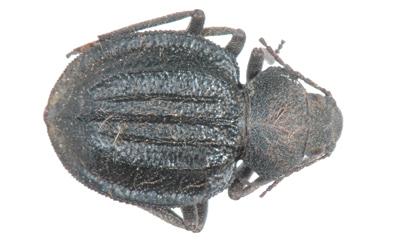 Trachynotus kraatzi fulrohirtus
