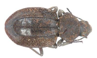 Trachynotus lutulentus. Per.