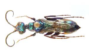  Cockroach wasp. Ampulex sp.