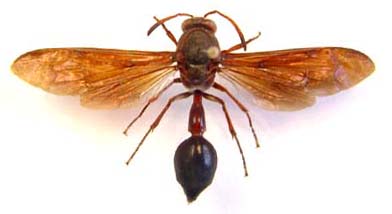 Delta emarginatum  (Black mud wasp)