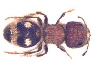 Brachymutilla sp. (Velvet ant )