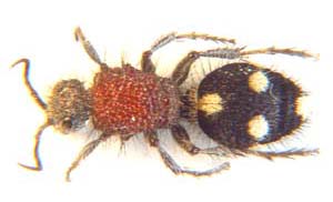 Trispilotilla sp. (Velvet ant)