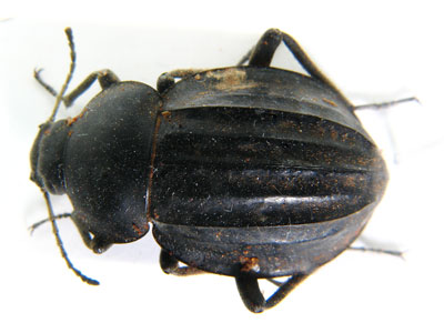 Somaticus sp