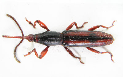 Gynandrormynchus vittipennis. Fabr.
