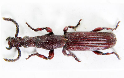 Symmorphocerus monticola. Fabr.