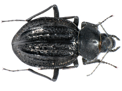 Somaticus sp ( Near haagi )