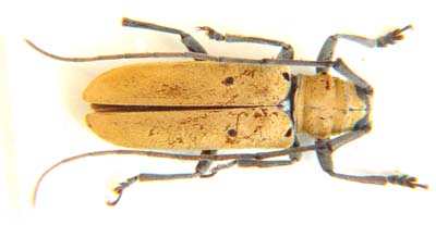 Cerambycidae sp.