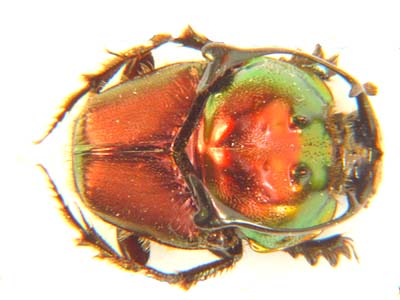 Proagoderus rangifer.