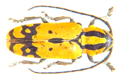 Tragocephala  sp.
