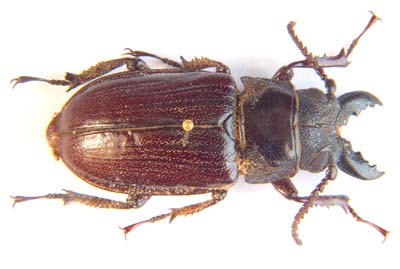 Cantharocnemis pilicipennis