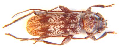 Cerambycidae sp.