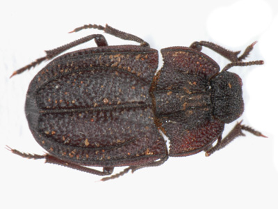 Stipsotoma sculpta.  Gebien.