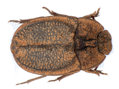 Stipsotoma holgatensis. Kock.