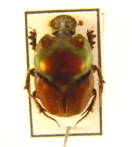 Proagoderus quadrituber