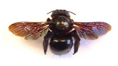 Xylocopa sp.  Carpenter bee (Black )