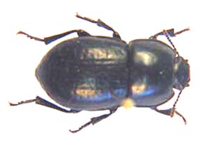 Parastizopus sp.