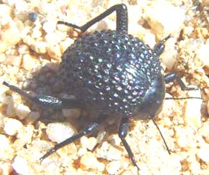 Physosterna sp.