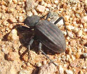 Somaticus Sp.