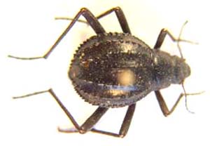 Stenocara sp.