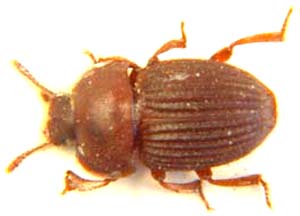 Tenebrionidae sp.