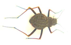 Stenocaria gibbippennis