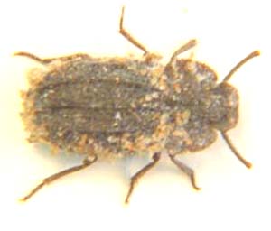 Tenebrionidae sp.