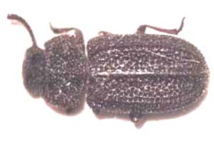 Tenebrionide sp.