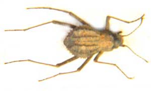 Stenocara sp.