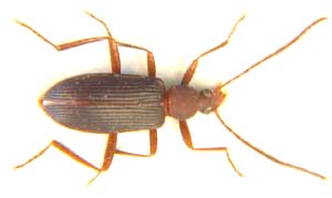 Tenebrionidae sp.