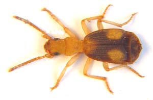 Crepidogaster sp.