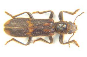 Phloeocopus ferreti. ( Cleridae.)