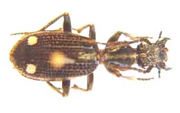 Cypholoba Perspicillaris
