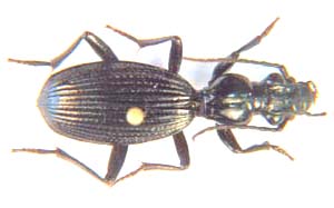 Carabidae sp.