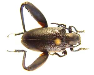 Chrysomelidae sp