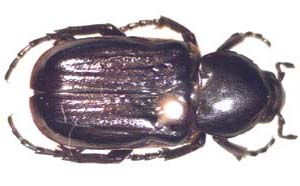 Coenochilus tuberculicollis (ant cetonia.)