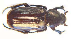 Coenochilus maurus. (ant cetonia)