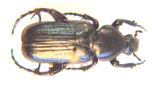 Coenochilus calcartus (ant cetonia)