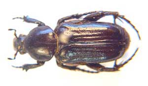Coenochilus calcaratus. (ant cetonia)