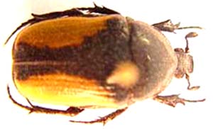 Spelaiorrhina similis erythropyga
