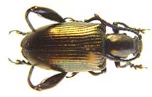 Chrysomelidae sp