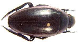 Hyseophilinae sp (Water Beetle)